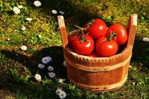 tomatoes-217